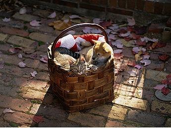 《心之眼》M站玩家均分3.5 评价些许提升褒贬不一