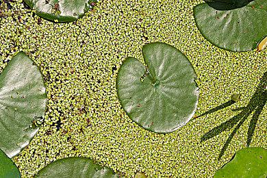 《塞尔达传说：王国之泪》宣传物料曝光游戏在线功能 云存档还是DLC？